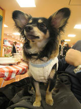 メリーちゃんｓ