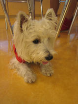 パールちゃんｓ