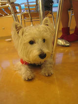 パールちゃんｓ