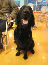 ヘンリーちゃんｓ