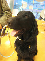 ヘンリーちゃんｓ