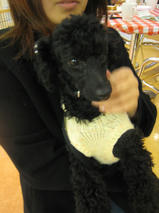 レクサスちゃんｓ