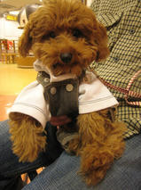 ショコラちゃんｓ