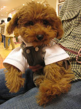 ショコラちゃんｓ