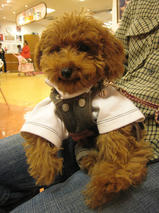 ショコラちゃんｓ