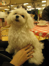 あいすちゃんｓ