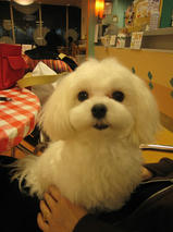 あいすちゃんｓ