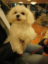 あいすちゃんｓ