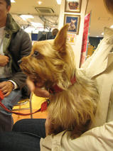 あいすちゃんｓ