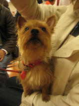 あいすちゃんｓ