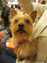 あいすちゃんｓ