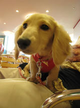 マロンちゃんｓ