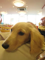 マロンちゃんｓ