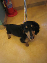 ルークちゃんｓ