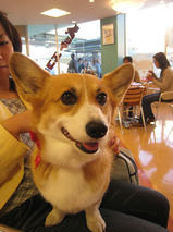 フェーリーちゃんｓ