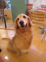 セーラちゃんｓ