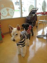 ハートちゃん＆クロス君＆ダイヤ君　T