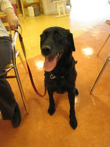 さくらちゃん　T