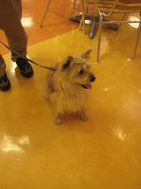 フェンネルくん　T