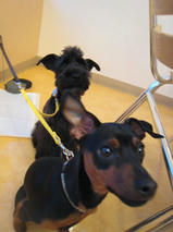 ピースケくん＆シュナくん　T