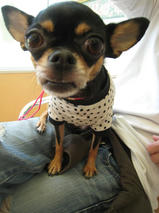 ポッケちゃんｓ