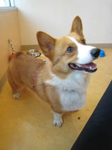 ランディちゃんｓ