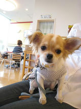 チッピーちゃんｓ