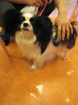 プリンちゃんｓ