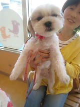 いちごちゃん　T