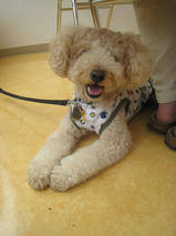 チャッピーくん　T