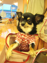 伊東チョコちゃん　T