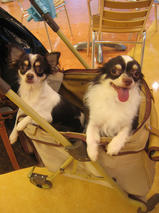 クロスちゃん＆ロコちゃん　T