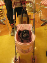 チャペルちゃん　T