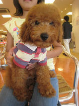 ミッキーくん　T