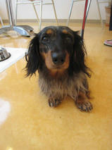 サスケくん＆ぶちこちゃん　T