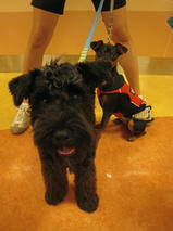 ピースケくん＆シュナくん　T