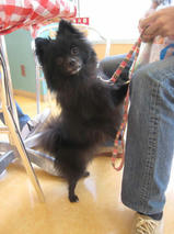 くるみちゃん　T