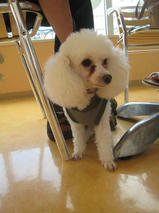 リリーちゃん　T