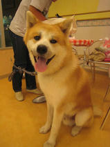 フクくん＆けだまちゃん　T