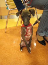 ジョンくん＆はなちゃん　T