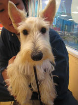 チャイちゃん　T