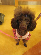 ヴィヴィアンちゃん＆マリアちゃん　T