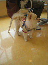 アラレくん＆蘭丸くん＆一休くん　T