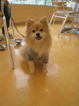 あんずちゃん　T