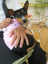 メーアちゃん　T