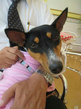 メーアちゃん　T