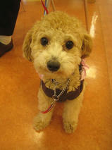 マロンちゃん　T