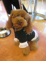 レオンくん☆ライラちゃん＆タッチくん☆ミリーちゃん＆クッキーちゃん＆ミントちゃん☆ハッピーくん　T