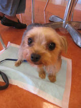 アヤヤちゃん　T