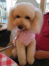 ちっちくん＆ちゃっぴーちゃん　T